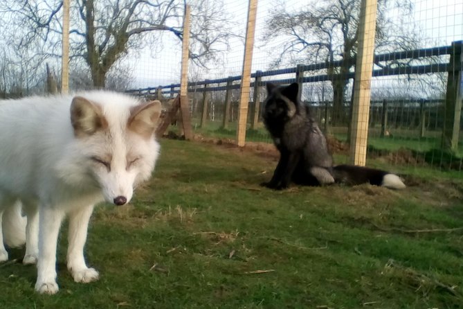 Fox Encounter for 2 People and Park Entry - Meeting Point and Directions