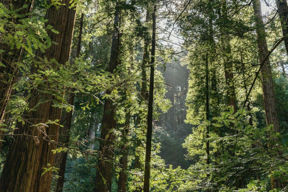 From San Francisco: Muir Woods National Monument Guided Tour - Customer Reviews