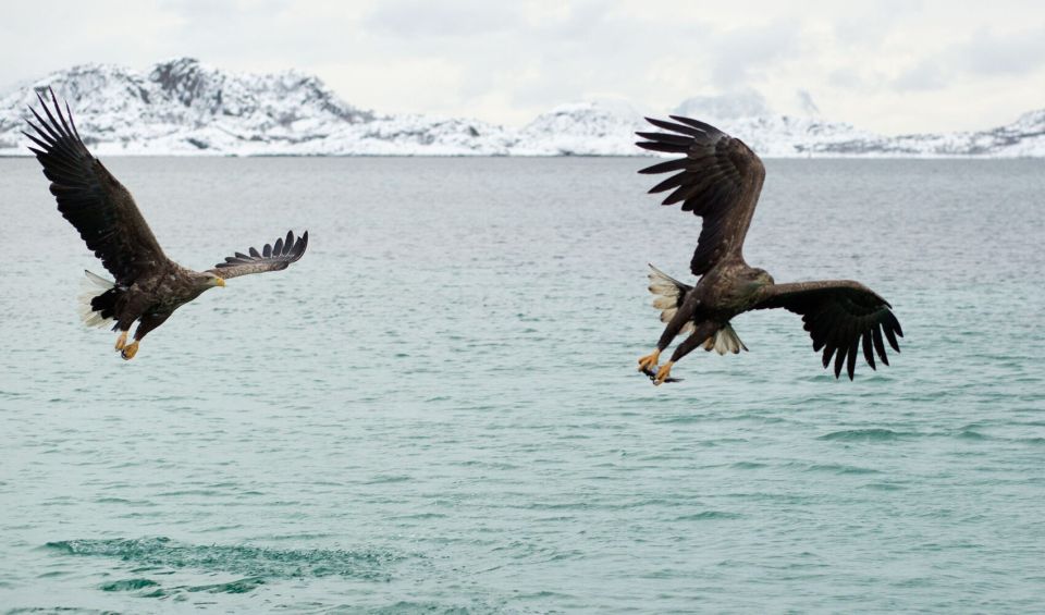 From Svolvaer: Trollfjorden Wildlife RIB Cruise - Impressive Customer Reviews