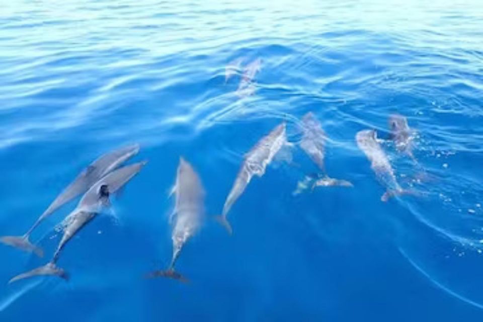 Honolulu: Marine Life Boat Tour on Waikiki Catamaran Charter - Customer Reviews