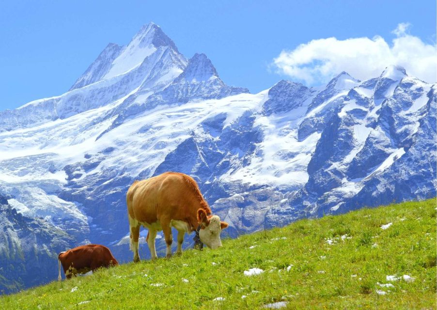 Lucerne: Experience Swiss Countryside on Private Tour by Car - Sampling Swiss Cheese on Farm