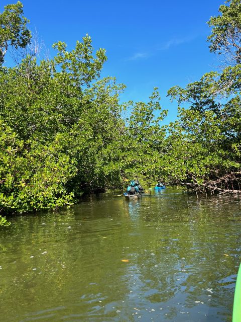 Marco Island: Mangrove Maze Kayak Tour (2hrs) - Tour Group Size