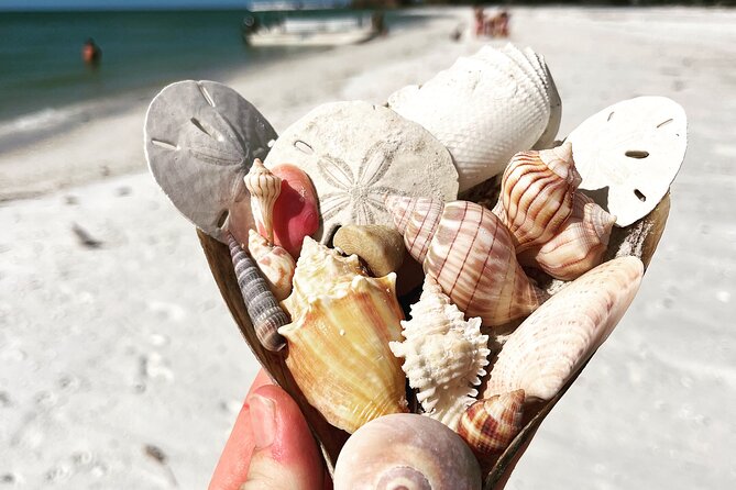 Marco Island Wildlife Sightseeing and Shelling Tour - Meeting Details