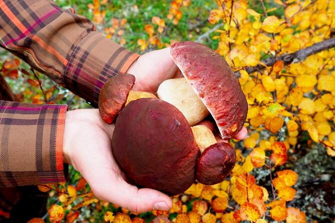 Mushroom Hunting in a National Park - Duration and Group Size