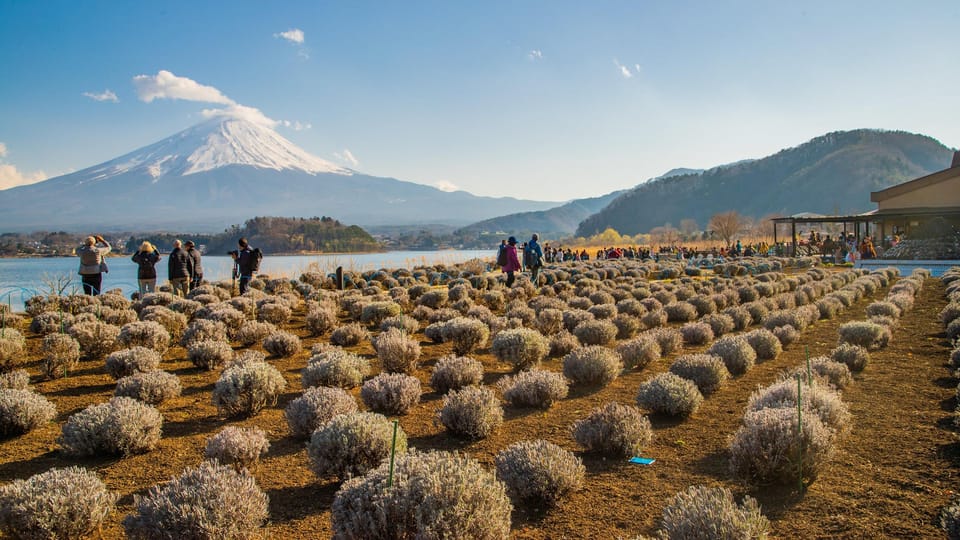 One Day Tour in Mount Fuji Review - Booking Information