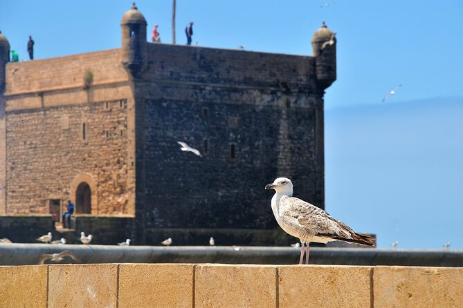 Private : Essaouira Day Trip From Marrakech - Visiting an Argan Oil Co-operative