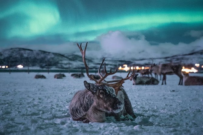 Reindeer Camp Dinner With Chance of Northern Lights in Tromso - Pickup and Drop-off in Tromso