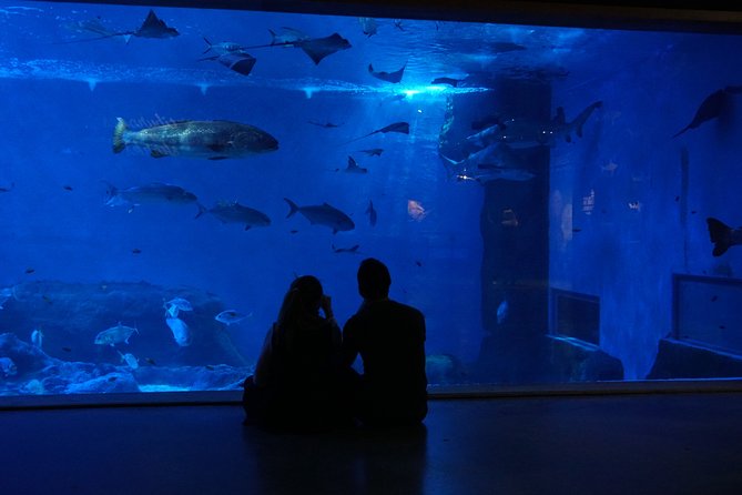 Seville Aquarium Admission Ticket - Transportation Options