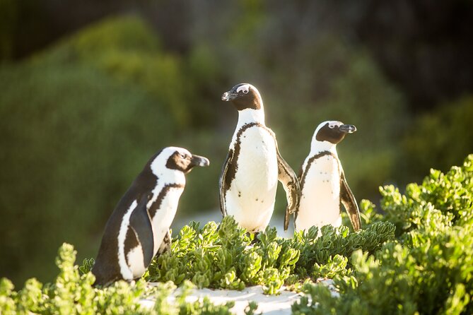 The Road Trip (Cape Point and Penguins) - Booking and Confirmation Process