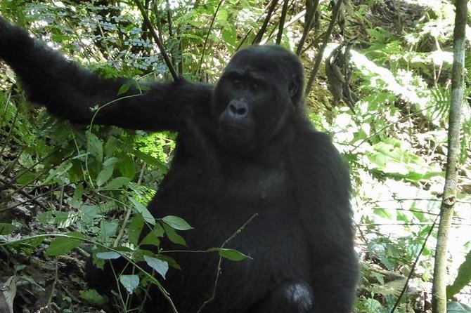 1 Day Gorilla Trekking Rwanda - What to Expect