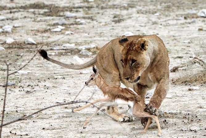 3 Day Etosha Budget Camping Safari - Itinerary