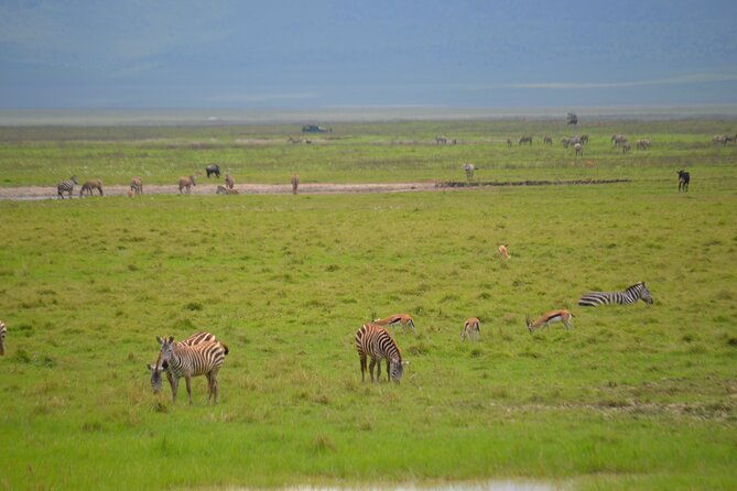 4 Days Serengeti & Ngorongoro Mid Range Tour - Highlights of the Tour