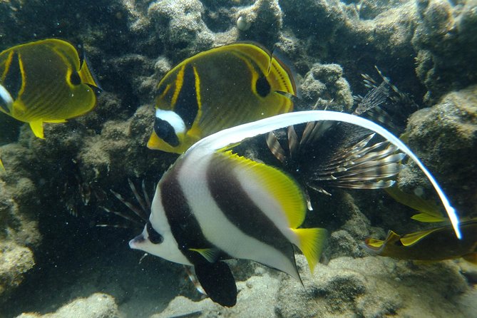 Cape Vidal Snorkeling Adventure - Exploring the Underwater World