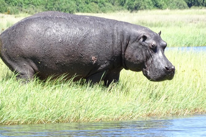 Chobe Safari Experience Day Trip - Boat Cruise Experience