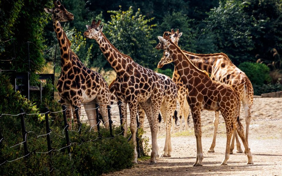 Dublin Zoo Skip-the-line Tickets and Private Transfers - Pickup and Drop-off Details