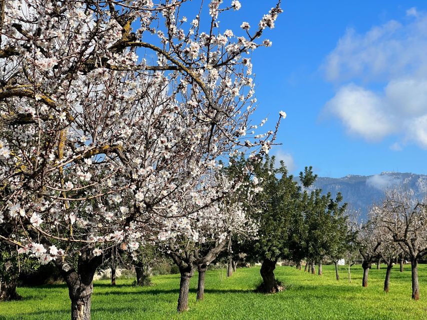 Embrace the Enchantment of Mallorcas Almond Blossom Season - Mallorcas Flavor Specialties