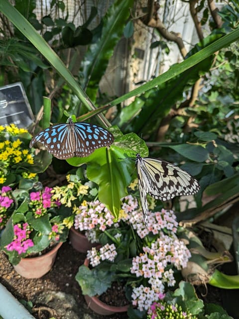 From Kanazawa: Temples, Panoramic Landscape and Butterflies - Scenic Stroll and River Views