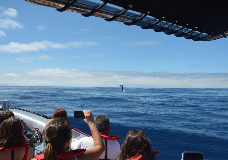 From Porto Moniz: Whale and Dolphin Watching Tour in Madeira - Availability and Booking