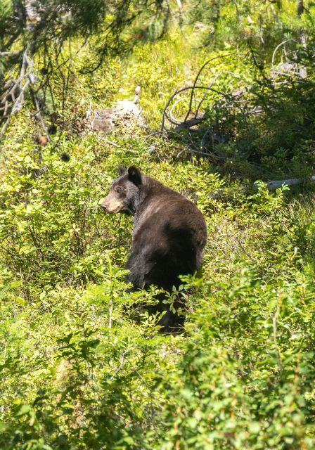 From Salt Lake City: 3-Day Yellowstone Wildlife Adventure - Accommodation Upgrade Options