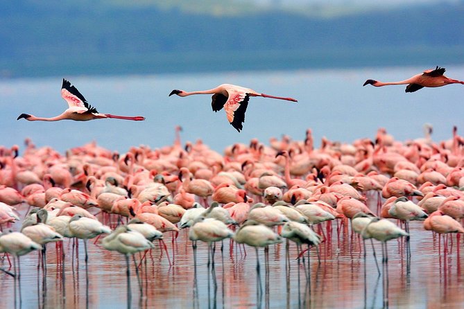 Full Day Lake Nakuru Park and Optional Boat Ride on Lake Naivasha - Tour Inclusions