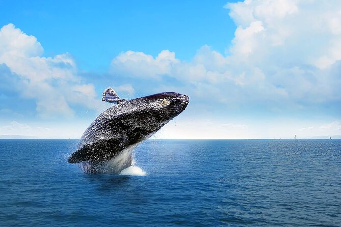 Full-Day Whale Watching Tour in Samana Bay From Punta Cana - Horseback Riding Adventure