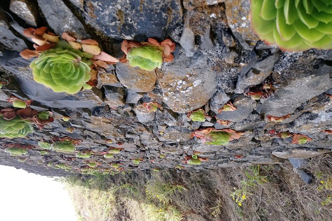 Hike Larano, Boca Do Risco Porto Da Cruz Levada in a Small Group - Preparing for the Adventure