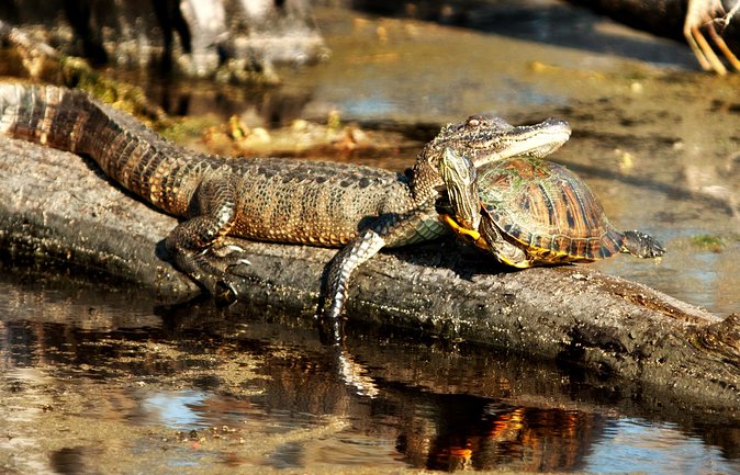 Large Airboat Ride With Transportation From New Orleans - Exploring the Bayou