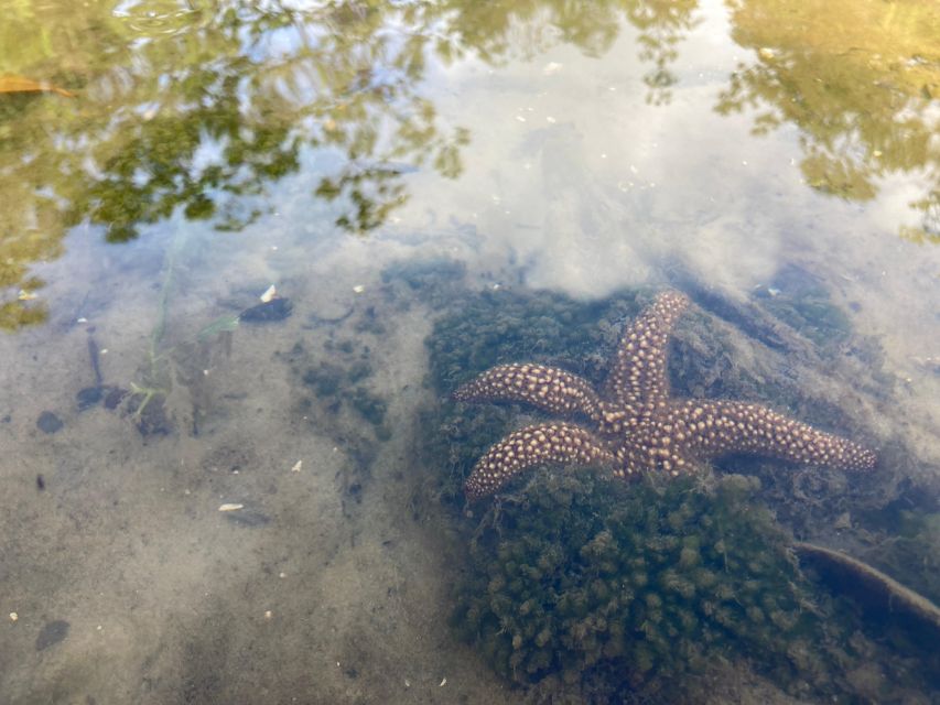 Marco Island: Mangrove Maze Kayak Tour (2hrs) - Frequently Asked Questions