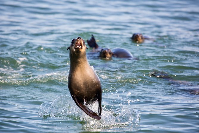 Marine Dolphin Seal Cruise - Infant Policy