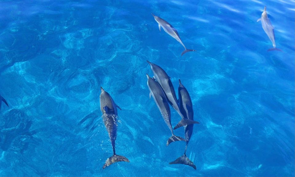 Oahu: Dolphin Swim and Snorkeling Speedboat Tour - Potential Whale Watching