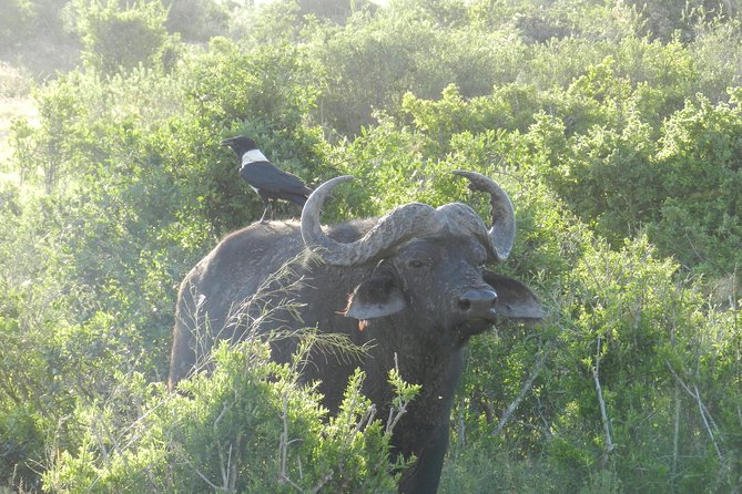 Port Elizabeth Shore Excursion: Addo Elephant Full Day Safari &BraaiLunch(BBQ) - Accessibility and Age Restrictions