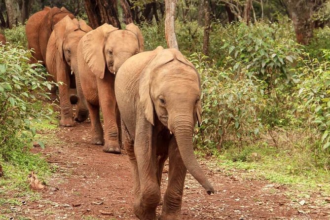 Day Tour to Giraffe Center and Karen Blixen Nairobi - Karen Blixen Museum