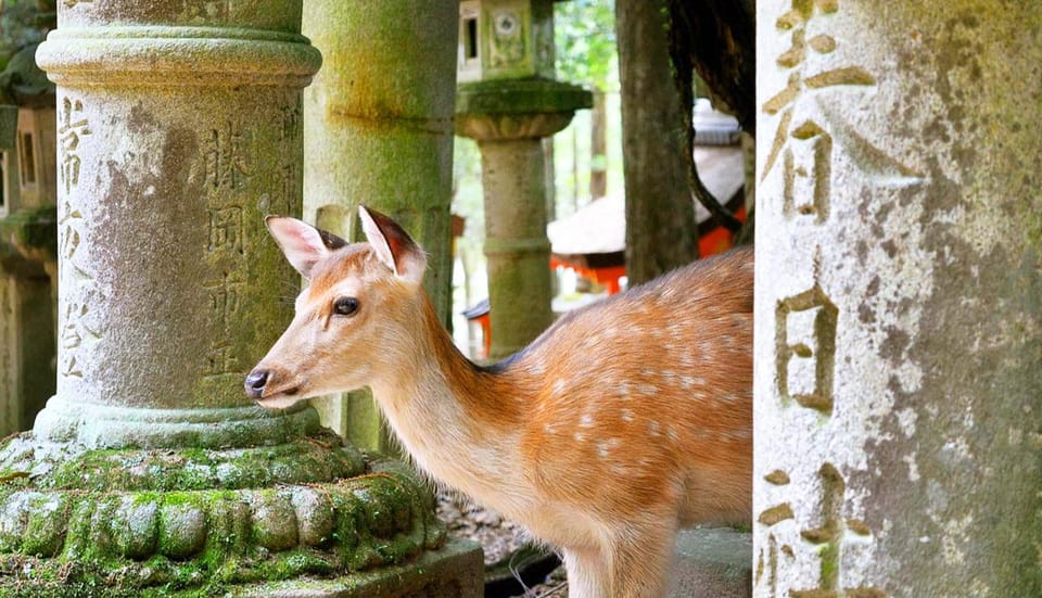 From Osaka: Nara, Uji Matcha Experience and Hot Spring Tour - Uji Matcha Street