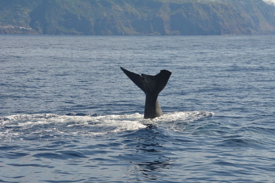 From Porto Moniz: Whale and Dolphin Watching Tour in Madeira - Frequently Asked Questions