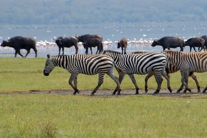 Full Day Lake Nakuru Park and Optional Boat Ride on Lake Naivasha - Cancellation Policy