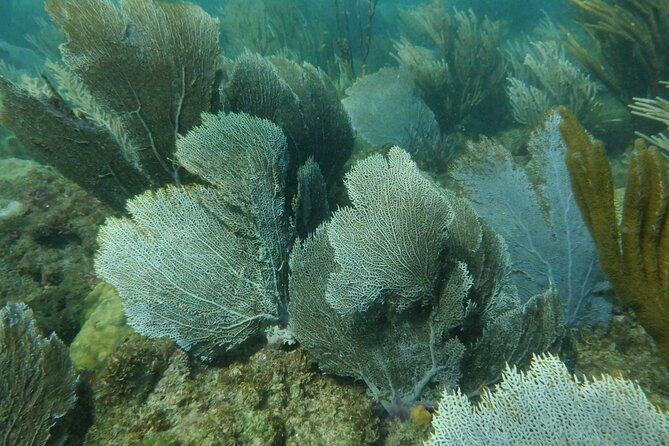 Guided Shore Diving Tour - Explore Puerto Ricos Marine Life