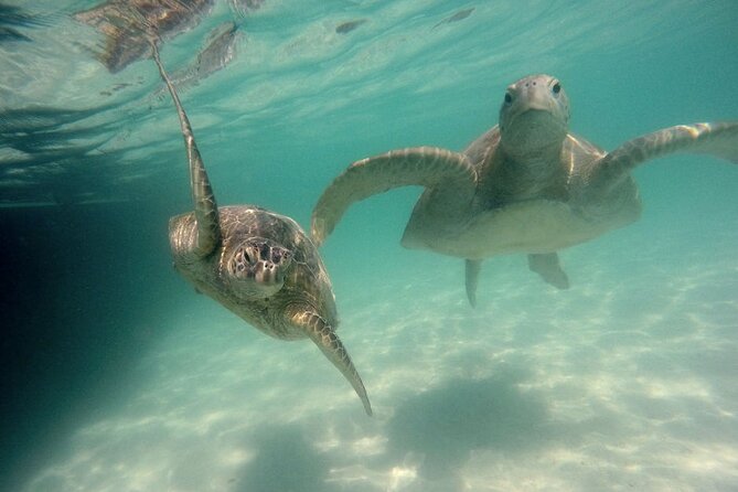 Kaneohe Sandbar Snorkeling Tour, 2nd Tour - Safety Considerations