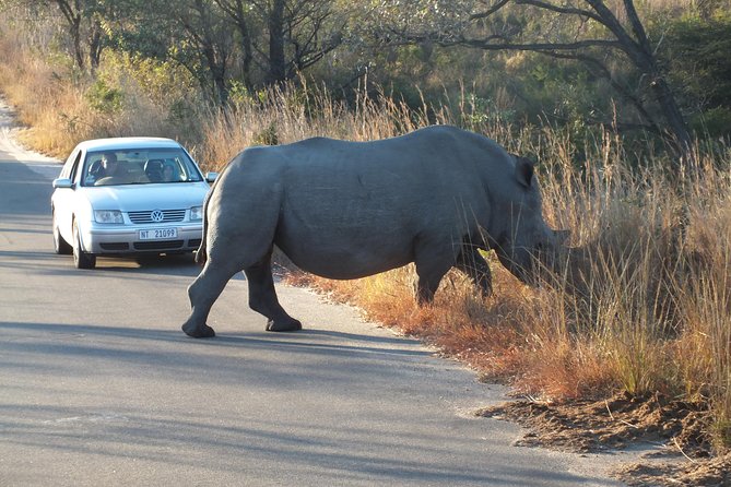 Kruger Park Safari: Guided Day Tour From Nelspruit - Guest Reviews