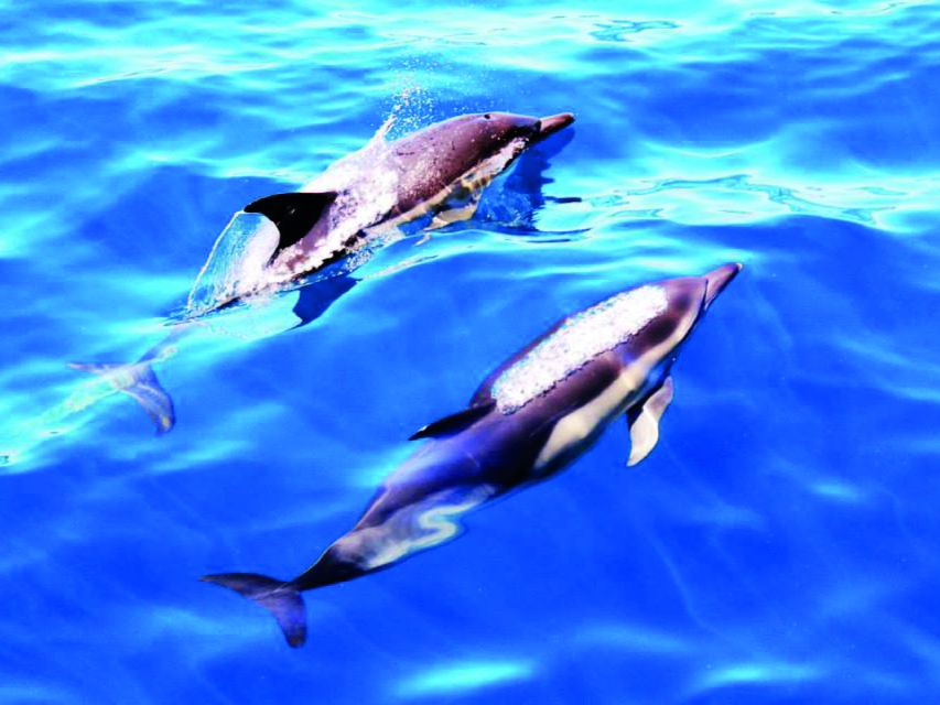 Lagos: Dolphin Watching Catamaran Cruise - Flexible Booking and Cancellation