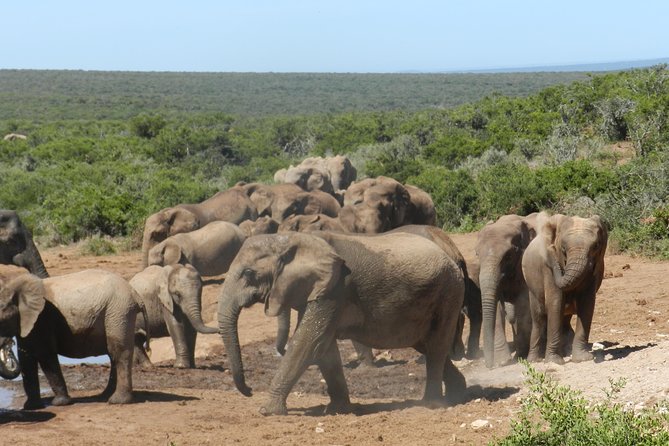 Port Elizabeth Shore Excursion: Addo Elephant Full Day Safari &BraaiLunch(BBQ) - Tour Reviews and Accolades