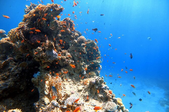 Private Diving Experience in The Heart of Red Sea in Aqaba - Restrictions and Requirements