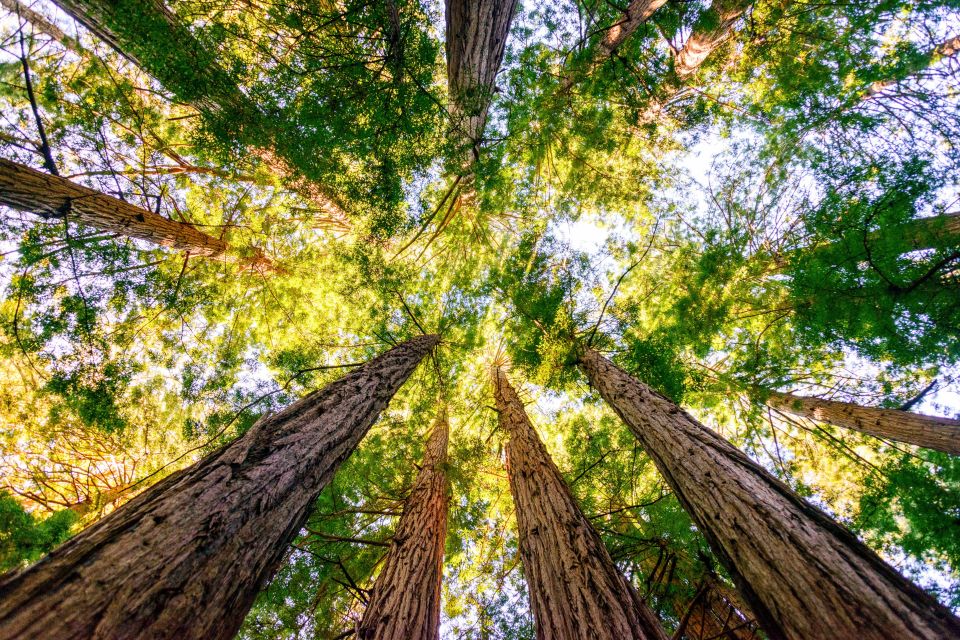 From San Francisco: Muir Woods National Monument Guided Tour - Transportation and Guides