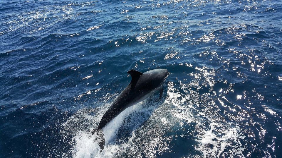 Lagos: Dolphin Watching Catamaran Cruise - Frequently Asked Questions