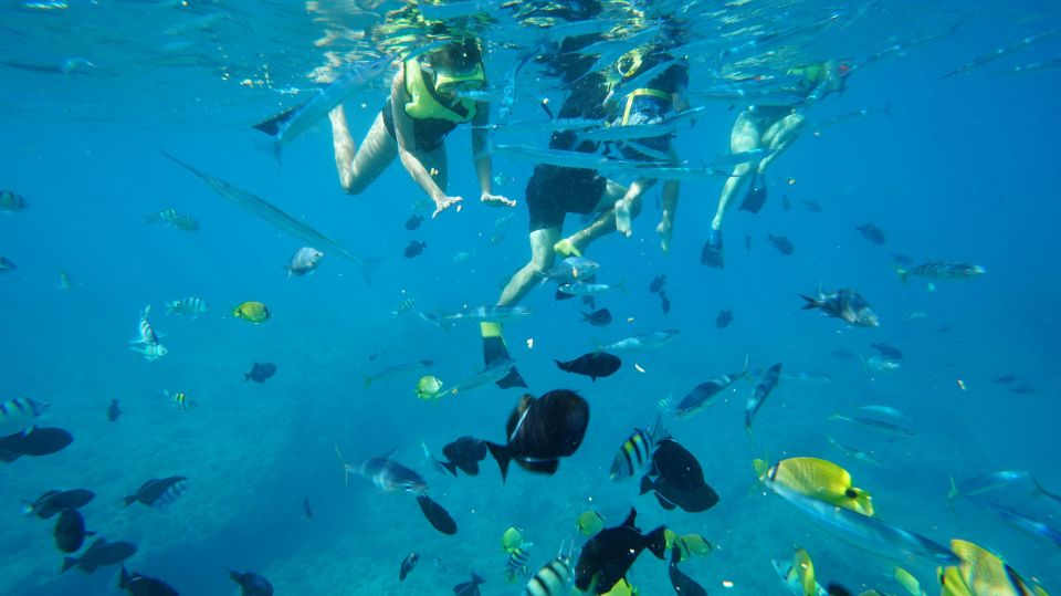 Oahu: Dolphin Swim and Snorkeling Speedboat Tour - Restrictions and Requirements