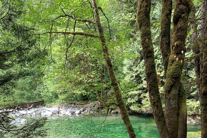 Vancouver Rainforest Hike With Waterfalls, Suspension Bridge, Old Growth Forest - Guest Reviews