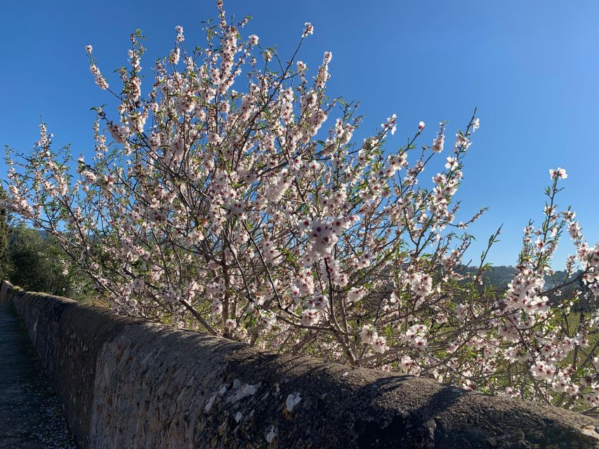 Embrace the Enchantment of Mallorcas Almond Blossom Season - Frequently Asked Questions