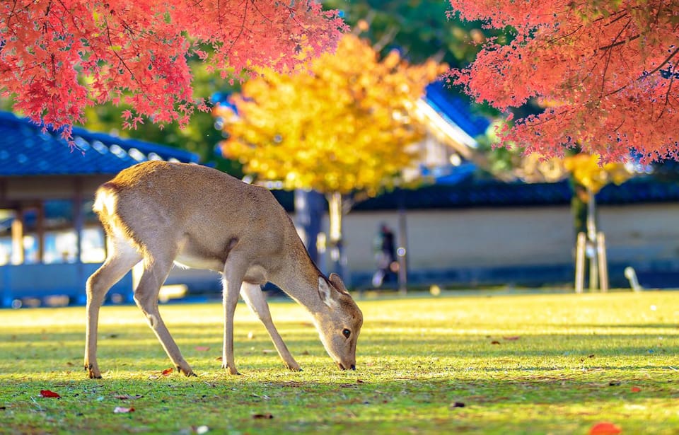 From Osaka: Nara, Uji Matcha Experience and Hot Spring Tour - Frequently Asked Questions