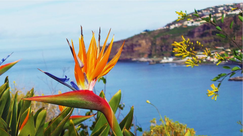 Madeira: Cabo Girao, Jeep Tour Adventure and Wine Tasting - Frequently Asked Questions