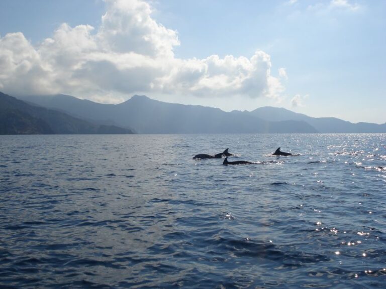 Calvi: Scandola And Girolata 6 Hour Boat Tour Key Points