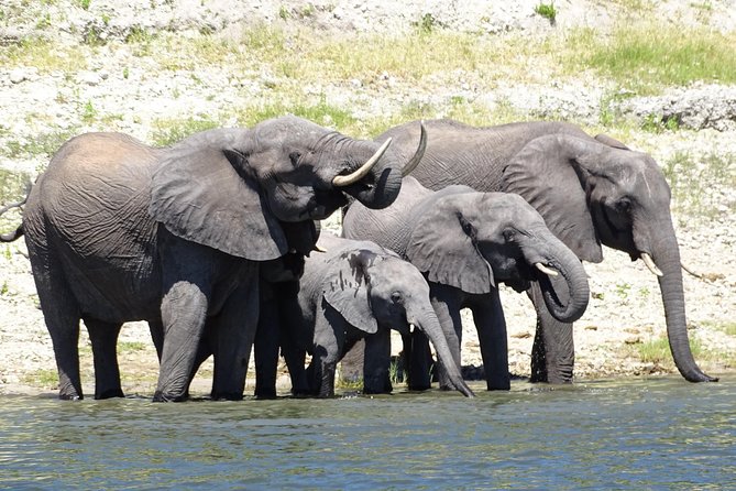 Chobe Safari Experience Day Trip - Key Points